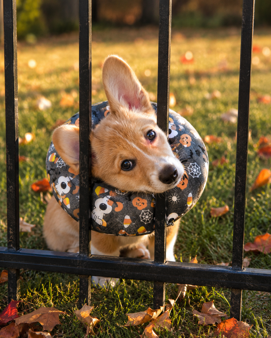 I Woof you - Halloween