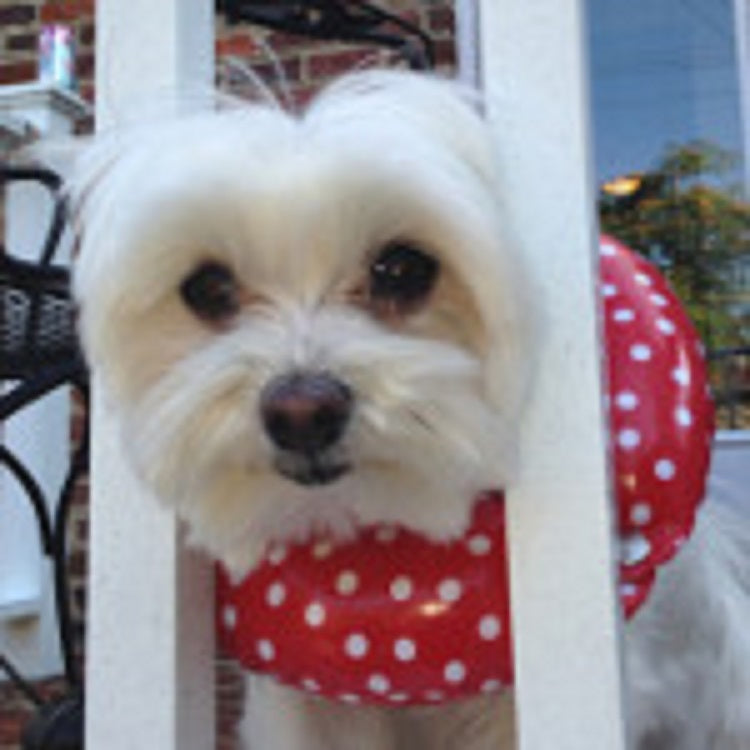 Rainy Day Red Polka Dot