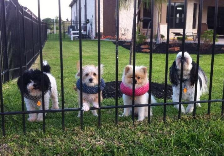 puppy bumpers fence blocker