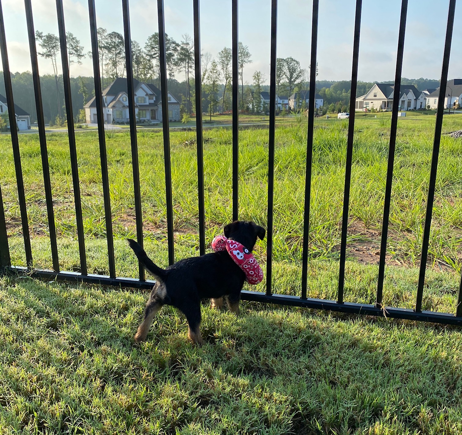 Puppy Bumpers® Keep Your Dog on the Safe Side of the Fence Holiday Sparkle 2 szs 